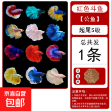 泰国斗鱼 S级红色公 半月观赏鱼苗 下单送鱼食