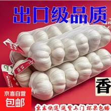 大蒜头出口品质网兜紫蒜蔬菜调料新鲜大果烧烤火锅食材 6头装 180g