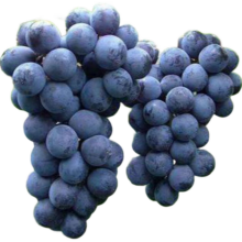 嫣蓝果树苗葡萄苗巨峰葡萄树苗盆地栽种植苗 巨峰3厘米粗1棵源头直发