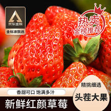 智宙 四川大凉山红颜牛奶油大草莓生鲜水果礼盒 2.5斤净重 单果8-12g