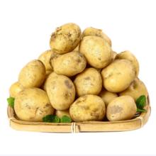京鲜匠 黄心土豆 现挖产地直发 净重2.25kg 精品果 （单果100g以上）