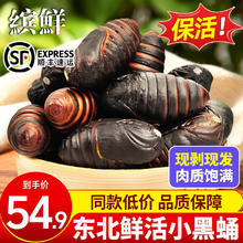 缤鲜 东北鲜活柞蚕蛹 大个蚕蛹 500g 小黑蛹3-4厘米
