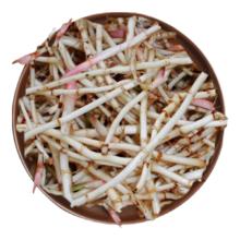 新鲜鱼腥草 折耳根 每日现挖 净重1斤 袋装 带泥易保存