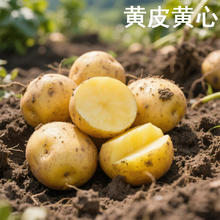 播州鲜贵州 新鲜黄皮土豆 9斤