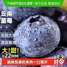 限移动端、88VIP：寻天果蔬 云南蓝莓正宗国产新鲜蓝莓王巨无霸当季水果自带花香整箱大果