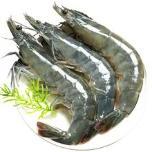 虾有虾途 新鲜国产青岛大白虾 17-20厘米 4斤 超大号虾