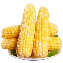 京鲜生 云南水果玉米5斤 鲜甜玉米棒 甜脆多汁 新鲜蔬菜 源头直发 云南新鲜水果玉米5斤