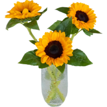 精品黑心向日葵鲜花 3枝