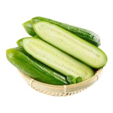 水果黄瓜 新鲜生吃小黄瓜 青瓜 时令蔬菜 即食 整箱包邮 1斤（带箱）
