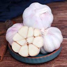 紫白皮蒜 国产水果大蒜 500g 单果3.5-5cm