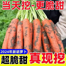 新鲜胡萝卜现挖带泥当季农家自种脆爽多汁水果蔬菜超市直播间同款 新鲜胡萝卜 2斤