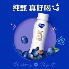 纯甄 中国大陆 蓝莓味酸牛乳 230g*10瓶