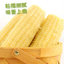东北白糯玉米棒 新鲜甜糯玉米 200g*8棒