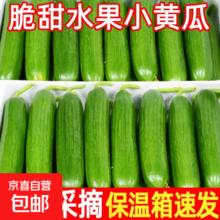 山东寿光 水果黄瓜 4斤 当季无刺小黄瓜 荷兰青瓜 生吃脆新鲜 源头直发