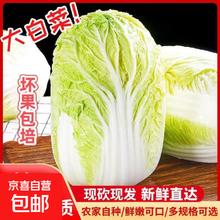 京喜 寿光 山东大白菜黄心娃娃菜 3斤