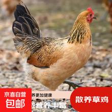 17日20点 ：高品质林间散养草鸡 2.5斤±0.1斤