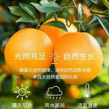 正宗江西赣南脐橙4.5斤