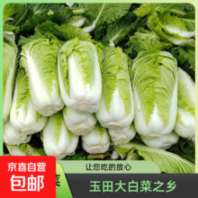 【霜打菜】新鲜大白菜黄心大白菜 4-6斤含箱 早餐火锅超市京东包邮