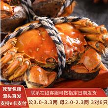 水淼鲜 洪湖大闸蟹活螃蟹 公3.0-3.3两 母2.0-2.3两 3对6只 生鲜现货