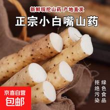 京喜加 新鲜河北正宗 小白嘴山药 500g 20cm-30cm/根
