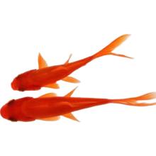 红草金鱼观赏鱼5-7cm 2条