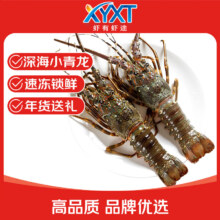 虾有虾途 小青龙新鲜海捕鲜活冷冻大龙虾 150g-200g净重/只 两只装