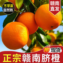 赣南脐橙 江西正宗赣州橙子 新鲜水果整箱 9-10斤装 单果200g-300g+ 手剥甜橙 榨汁 源头直采 产地直发