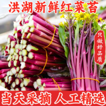 京愿农家 露天红菜苔 湖北洪湖菜心紫菜苔 5斤装 当天现采摘