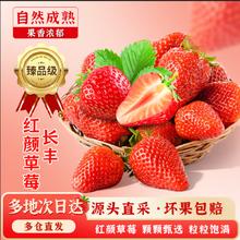 甜盟 安徽长丰红颜草莓 3斤装单果12g+ 净重2.4斤