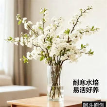 优跃 梅花干枝白色带花苞 50-65cm 18枝