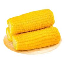 新鲜真空黄玉米加热即食大棒单根200g起代餐早餐必备 200g*4根