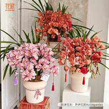 虹越 花彩大花蕙兰盆栽杂交兰室内阳台客厅装饰年宵花白玉香兰花带花苞