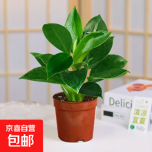 大叶金钻绿公主盆栽 1盆