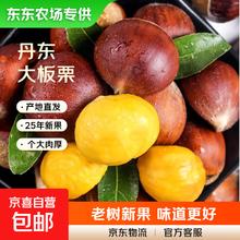 东东农场丹东板栗送栗爪 1斤