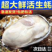 年货节:东上御品 乳山生蚝 4XL 净5斤带箱 海蛎子 牡蛎 整箱批发 约9-12只
