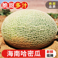 探味君 海南哈密瓜 净重4.5-5斤 西州蜜香瓜 脆甜网纹瓜 整箱  实惠装