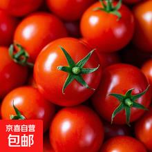 小番茄 新鲜水果沙拉 圣女果 精选3斤