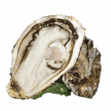 鲜海道 鲜活乳山生蚝4XL 净重5斤10-14只 生鲜海鲜贝类 源头直发年货送礼