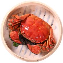 乾澄 大闸蟹 公蟹4.0两母蟹3.0两 8只4对 去绳鲜活 年货海鲜礼盒 源头直发