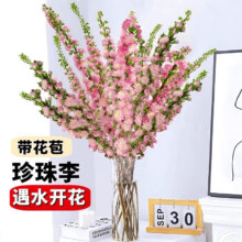 优跃   珍珠李干枝鲜切花  40-80cm  15枝