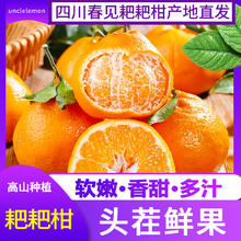 uncle lemon 四川春见耙耙柑 9斤大果 高山种植 产地现摘现发 个头均匀 真心甜甜