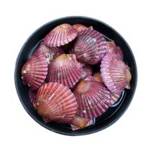 年货节:鲜京采 小红贝扇贝 净重3斤 10-12只/斤 保鲜不保活 年货送礼