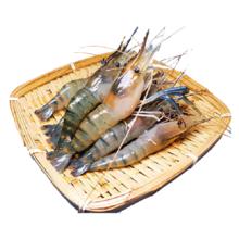 百鲜 洽罗氏虾沼虾鲜活冷冻大头虾 12-16只中大号 【500g*2盒】