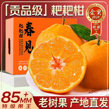 JDBMO 四川春见耙耙柑 5斤严选果 净重4.5斤。