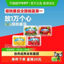 88VIP会员：一颗大 樱桃番茄精品粒装酸甜爆汁基地直发 458*2盒