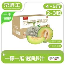 京鲜生 海南蜜蜂授粉牛三网纹瓜 净重4-5斤 单果1.5斤起 2粒
