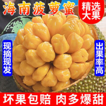 南业果 正宗海南菠萝蜜 净重20-25斤 整个新鲜水果 脆甜当季现摘 干苞黄肉 整箱