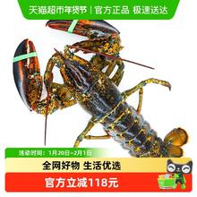 今日必买：渔传播 大波龙顺丰特快（活发）450-500g*1只