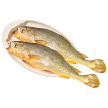 黄小渔 宁德三去大黄花鱼 600g/4条