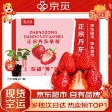 京觅 丹东99红颜奶油草莓水果生鲜大果2斤装 单果20-30g 源头直发